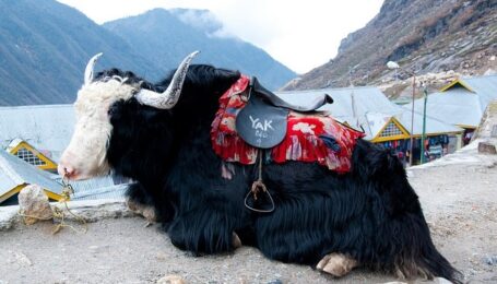 yak