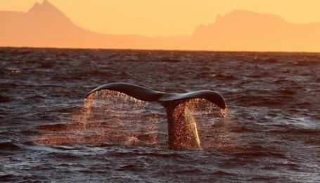 24792951496_27850f9ca3_k