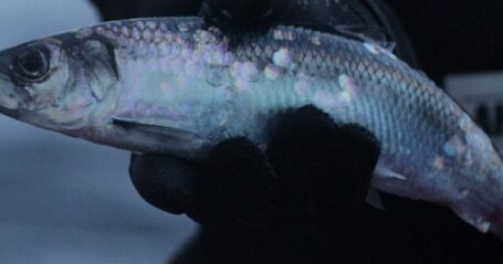 54e3c21b6450ad091fd9b72b_swimming-with-orcas-11-lofoten-opplevelser-1140×340