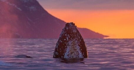 MS-F1A7649kl-1140×340