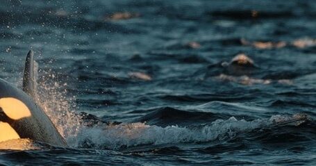 norway-snorkel2-1140×340