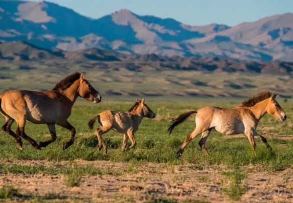 Подорож у Монголію  на джипах