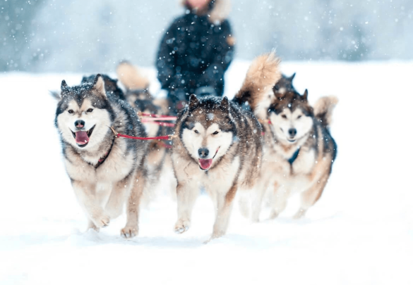 Шведська Лапландія та Норвегія: похід на собачих упряжках