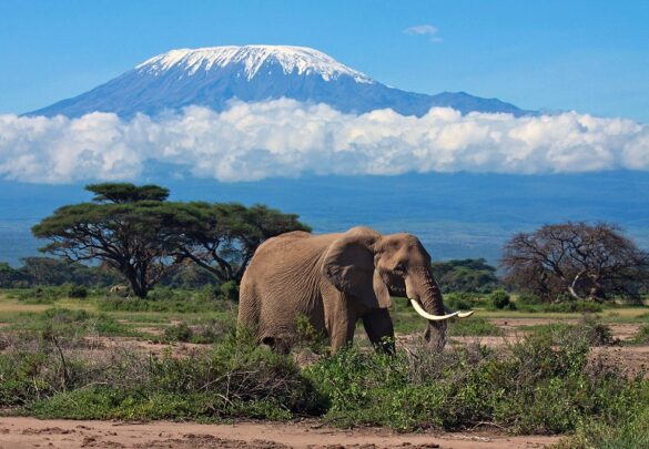 Запись эфира: Как взойти на Ушбу, 4710 м и Килиманджаро, 5895 м – Путь к вершине.