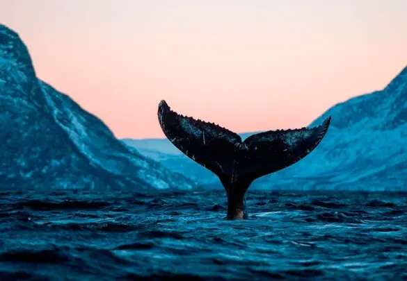 Плавання з касатками та китами, Північна Норвегія